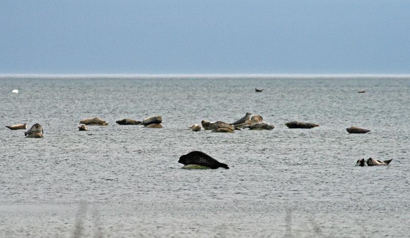 IMG_0263_redigerad-1.jpg - Common Seal and Grey Seal at Ottenby